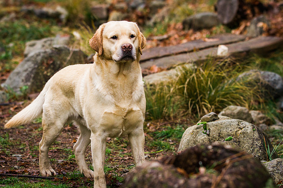 Woof Creek Kennels English Labs