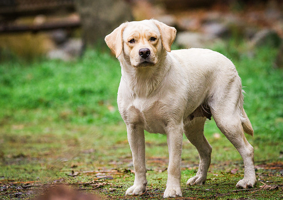 Woof Creek Kennels English Labs