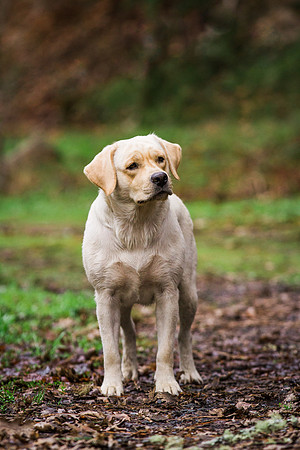 Woof Creek Kennels English Labs