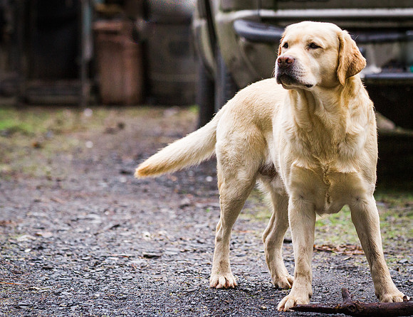 Woof Creek Kennels English Labs