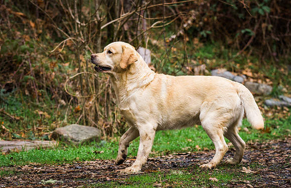 Woof Creek Kennels English Labs