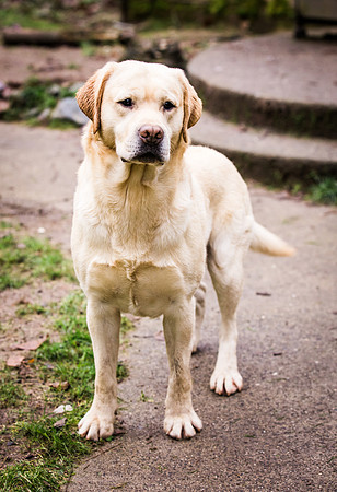 Woof Creek Kennels English Labs