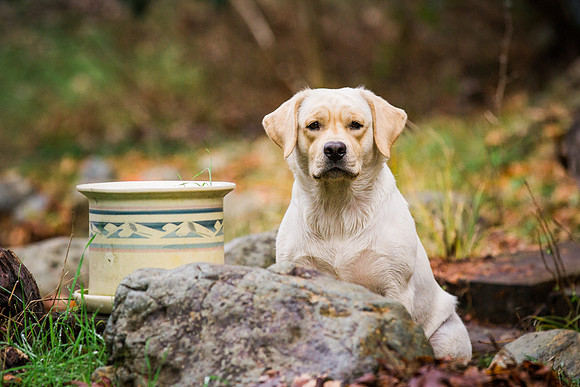 Woof Creek Kennels English Labs