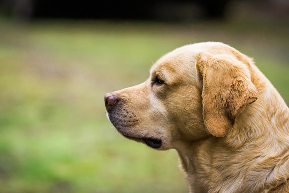 Woof Creek Kennels English Labs