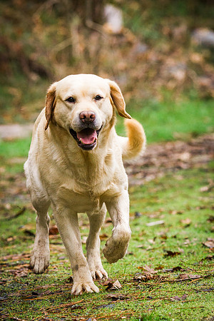 Woof Creek Kennels English Labs