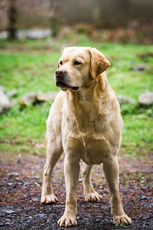 Woof Creek Kennels English Labs