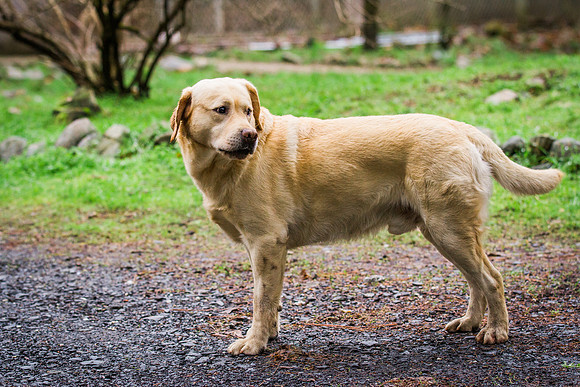 Woof Creek Kennels English Labs