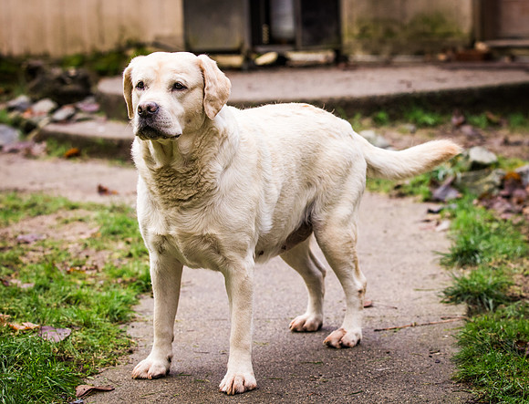 Woof Creek Kennels English Labs