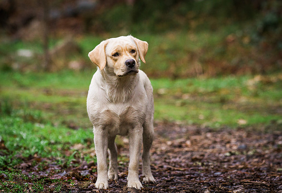 Woof Creek Kennels English Labs