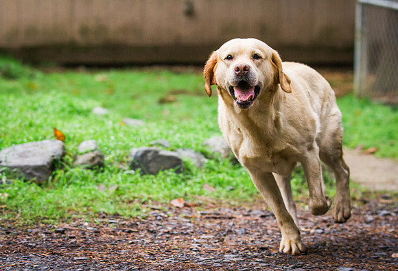 Woof Creek Kennels English Labs