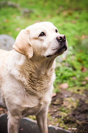 Woof Creek Kennels English Labs