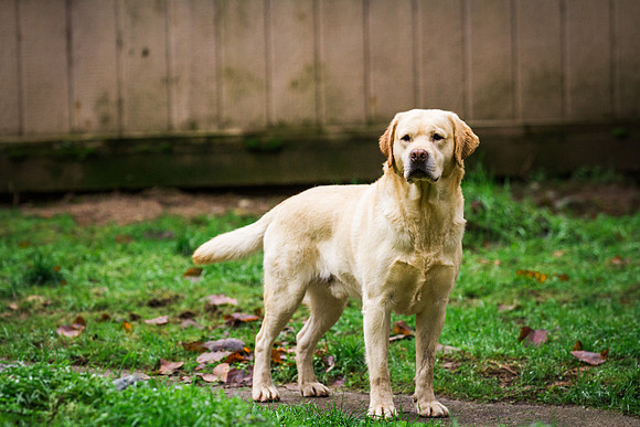 Woof Creek Kennels English Labs
