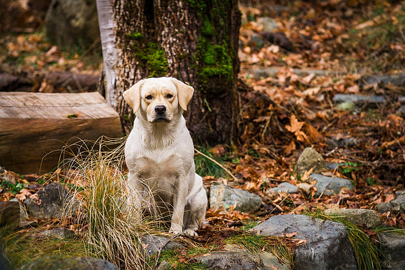 Woof Creek Kennels English Labs