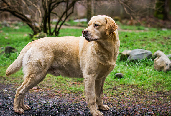 Woof Creek Kennels English Labs
