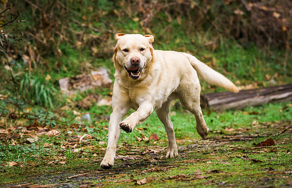 Woof Creek Kennels English Labs