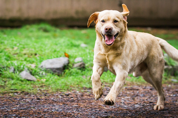 Woof Creek Kennels English Labs